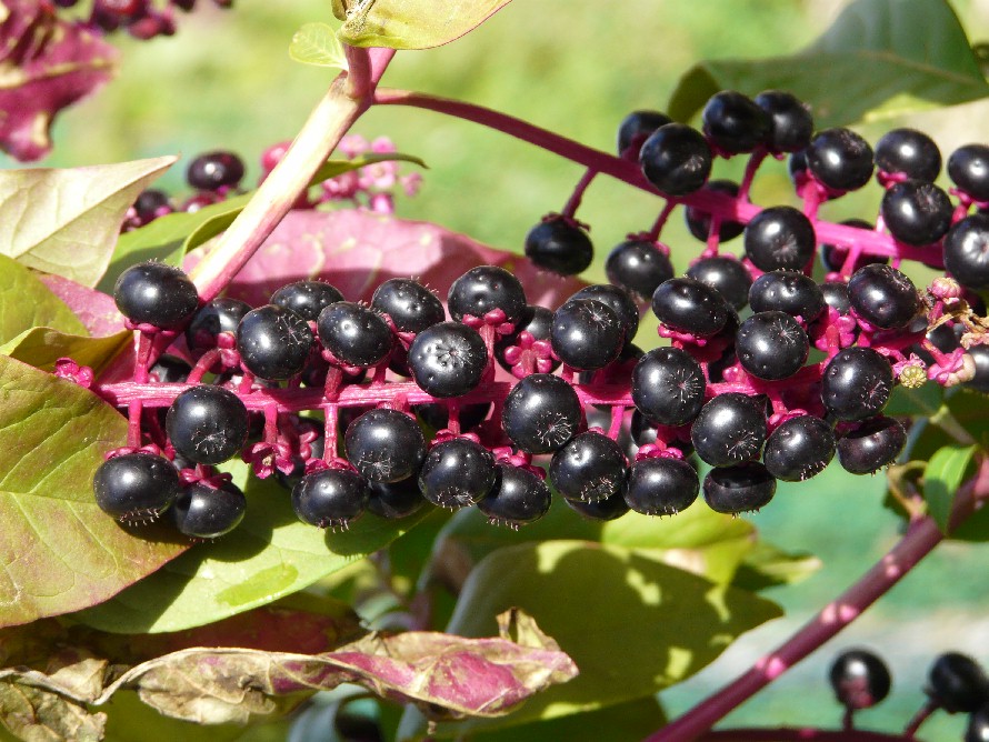 Raisin d'Amérique (phytolaque).